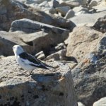 Uno zigolo delle nevi